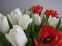 Tulips-spotlisting